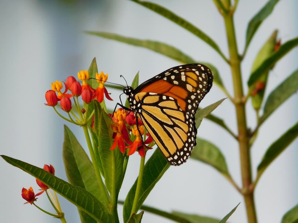 Closeup of black and orange Monarch butterfly sitting on orange flowers, surrounded by tall green leaves